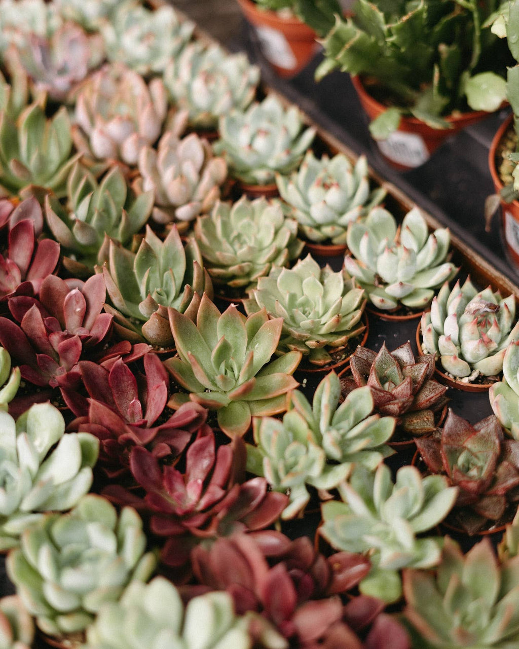 2" Succulent Assorted