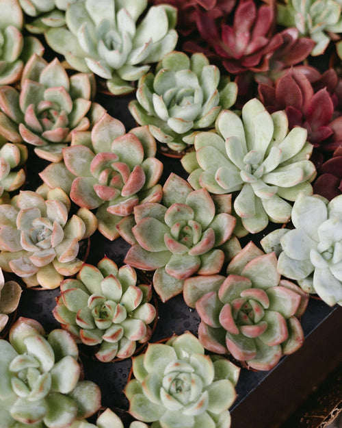 2" Succulent Assorted