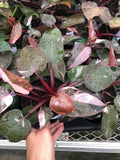 6" Pink Princess Philodendron