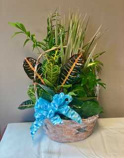 Dish Garden in Basket