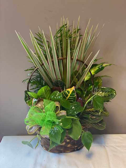 Dish Garden in Basket