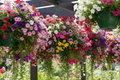 Hanging Basket Duo