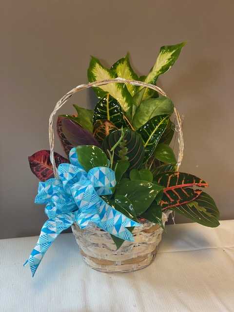 Dish Garden in Basket